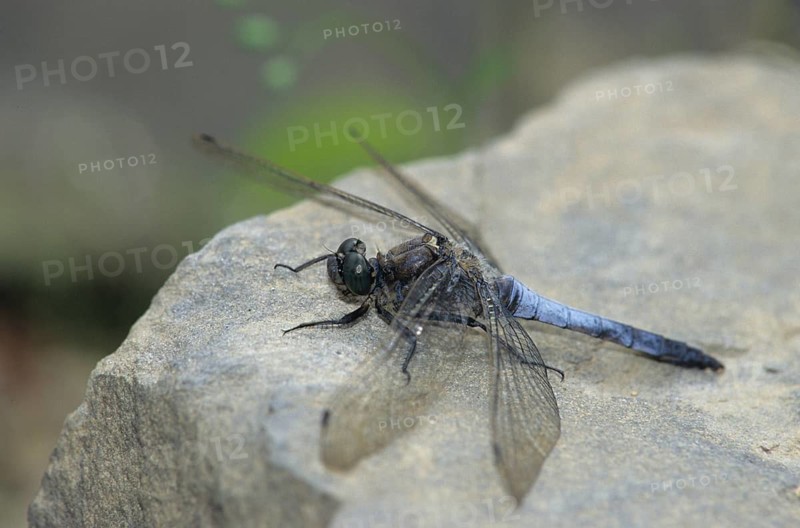 Black-tailed skimmer, big blue arrow, orthetrum cancellatum, anisoptera, damselflies, dragonflies, insects, insects, leo, dragonflies, male, odonata