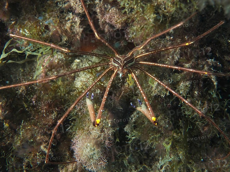 Close-up of a long-legged crab, the Eastern Atlantic arrow crab (Stenorhynchus lanceolatus), in dense seagrass, dive site: El Cabron Marine Reserve, Arinaga, Gran Canaria, Spain, Europe, Atlantic Ocean