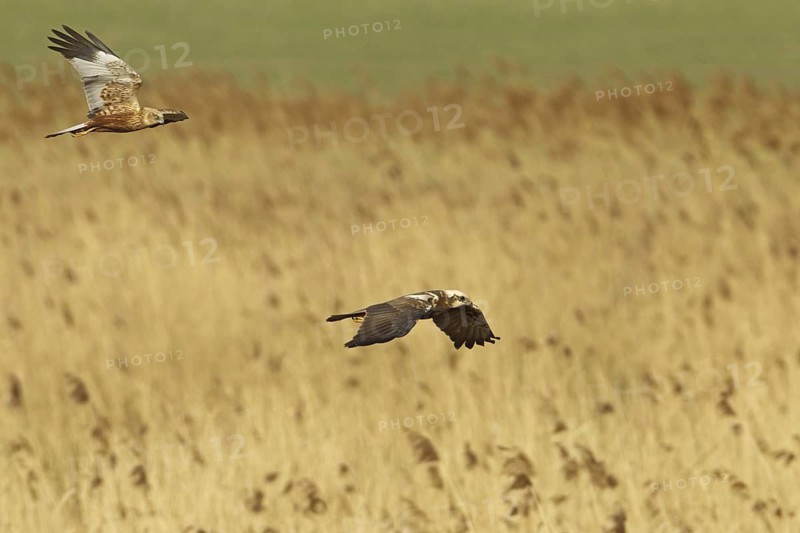 Western Marsh Harrier (Circus aeruginosus) flying, Rhineland-Palatinate, Germany