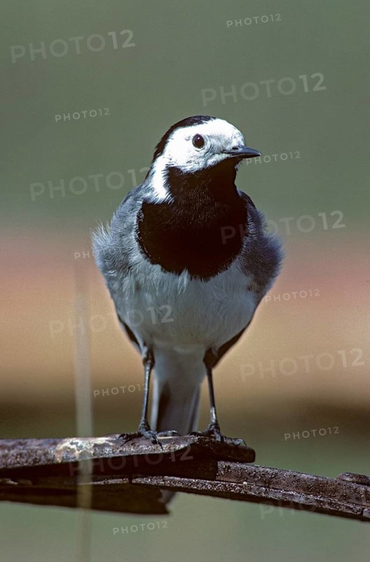 Wagtail, Motacilla Alba, White Wagtail, Birds, High Size, Portrait, Leo, Passeri, Songbirds, Birds