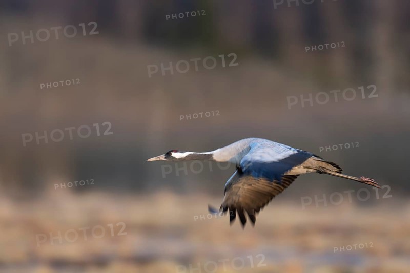 Crane (Grus grus), Hornborgorsjön, Sweden