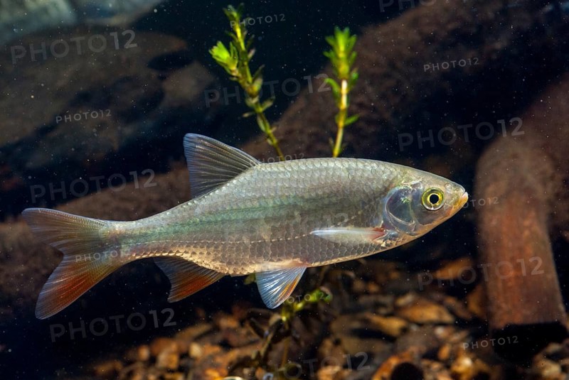 Red lead, rudd, rubella, scardinius erythrophthalmus, fake roach, fish, fishes, pisces