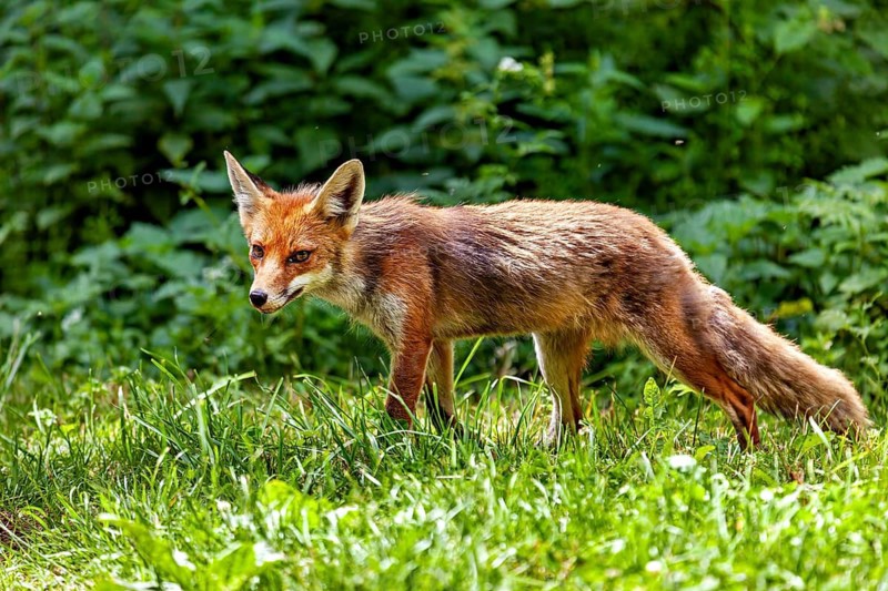 A fox stands in a green meadow and gazes into the forest, a red fox in the Hainich near Mühlhausen, Thuringia, Germany (Vulpes vulpes)