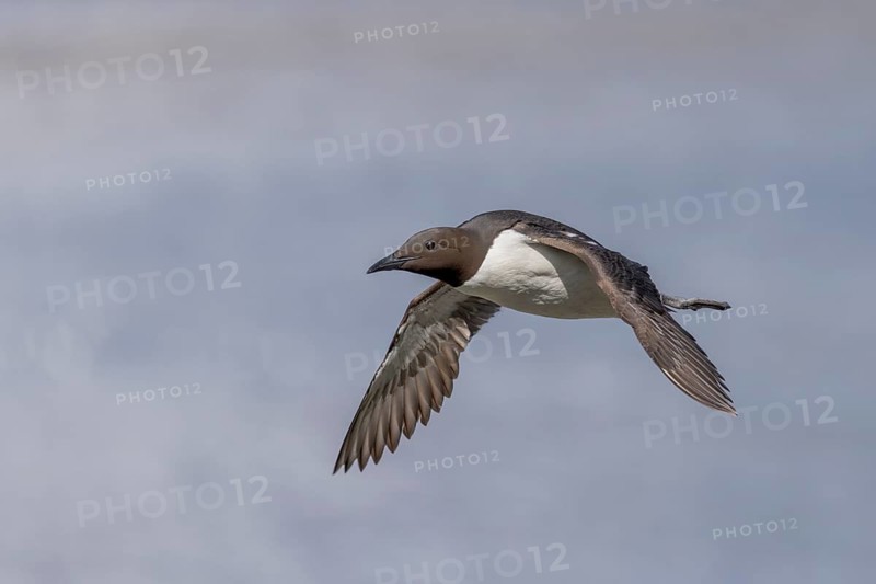 Common guillemot (Uria aalge), in flight, Hornoya, Varangerfjord, Norway