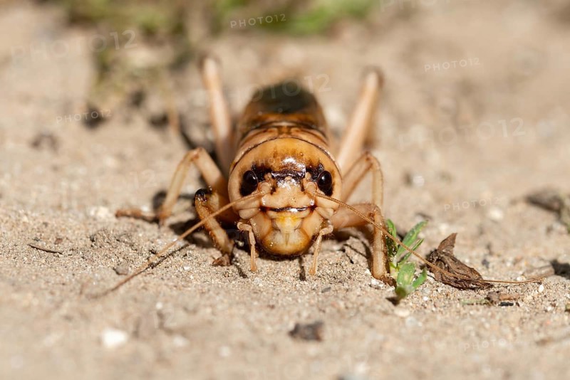 Brachytrupes Megacephalus, Giant Cricket, Granelli, Gryllus Megacephalus, Italy, Pantani Cuba and Longarini, giant crickets, migratory bird sanctuary Pantani Cuba & Longarini, Ensifera, crickets, insects, Italy, long-feeler scare, male, Sicily, foundation for biodiversity