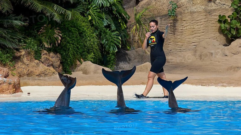 Three dolphin tails sticking out of the water while a trainer stands next to them, dolphin, dolphin (Delphinidae), dolphin show, Loro Parque, Puerto de la Cruz, Tenerife, Canary Islands, Spain