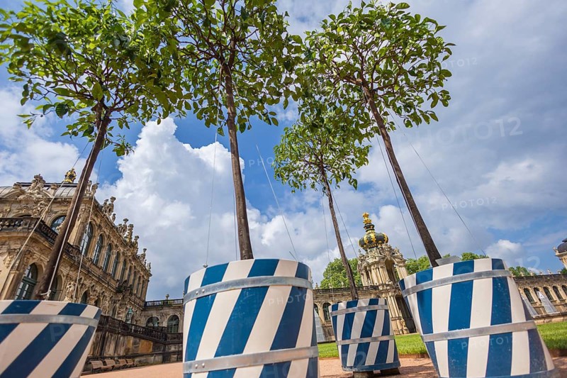 After a five-year break, orange trees are once again in Dresden's Zwingerhof. A total of 52 Italian bitter oranges are set up. Since 2017, the Zwingerhof has been home to the so-called bitter oranges again. The bitter orange trees were purchased in Italy and recall the history of the Zwinger as an orangery. Under Augustus the Strong, there were once 1, 700 orange trees in Dresden's Zwinger. The arched galleries served as winter quarters. Back then, being able to cultivate sensitive plants north of the Alps was considered a sign of power and wealth, Dresden, Saxony, Germany