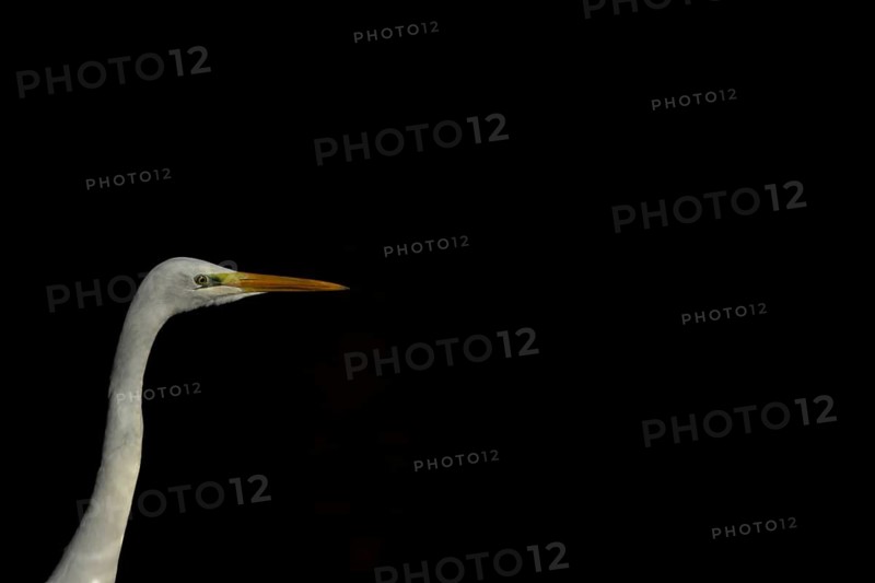 Great white egret (Ardea alba) adult bird head portrait, England, United Kingdom