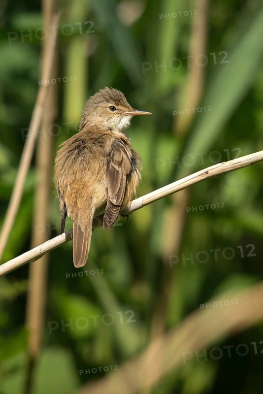Acrocephalus scirpaceus, reed warbler, birds, plumage care, high size, portrait format, passeri, preening, songbirds, birds, warbler
