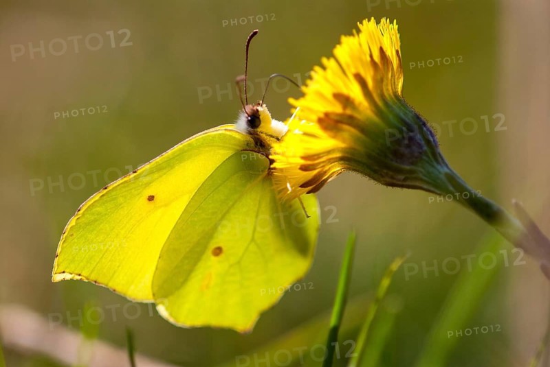 Brimestone, gonepteryx rhamni, butterfly, insects, butterfly, butterflies, butterflies
