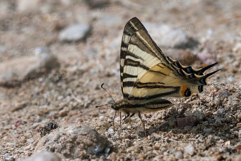 Iphiclides podalirius, scarce swallowtail, moth, Bulgaria, butterfly, insects, pear-tree swallowtail, sail swallowtail, butterfly, butterflies