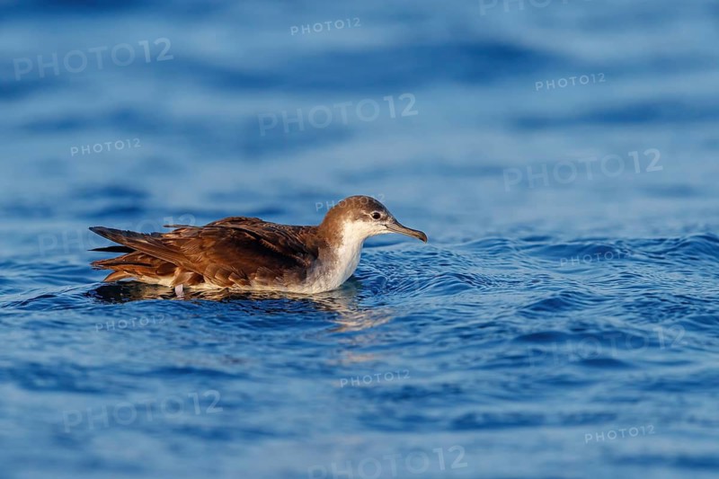 Arabian Shearwater, Persian Shearwater, (Puffinus persicus), family of shearwaters, Off Mirbat, Salalah, Dhofar, Oman