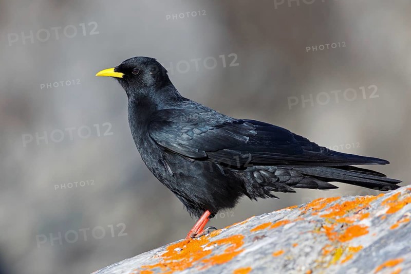 Alpine Chough (Pyrrhocorax graculus), Valais, Switzerland