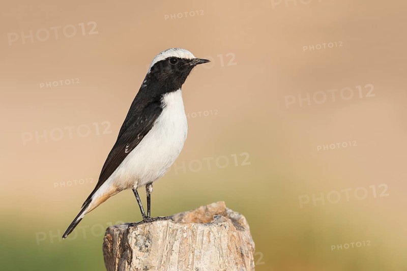 Mourning Wheatear (Oenanthe lugens) male, Eilat, Israel