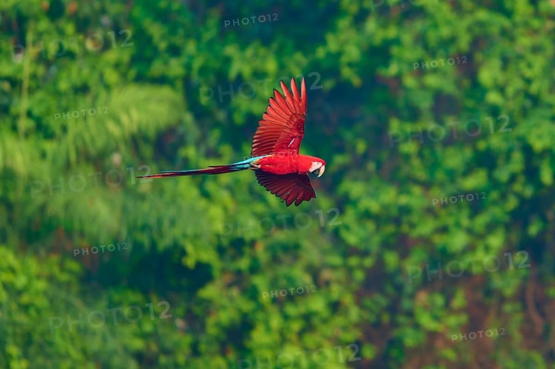 A Scarlet macaw flies majestically with its wings spread wide over the green forests, Green-winged Macaw, or Dark Scarlet Macaw (Ara chloroptera), Buraco Das Araras, Bonito, Pantanal, Brazil