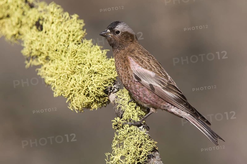 Grey-crowned Rosy Finch (Leucosticte tephrocotis), California, USA