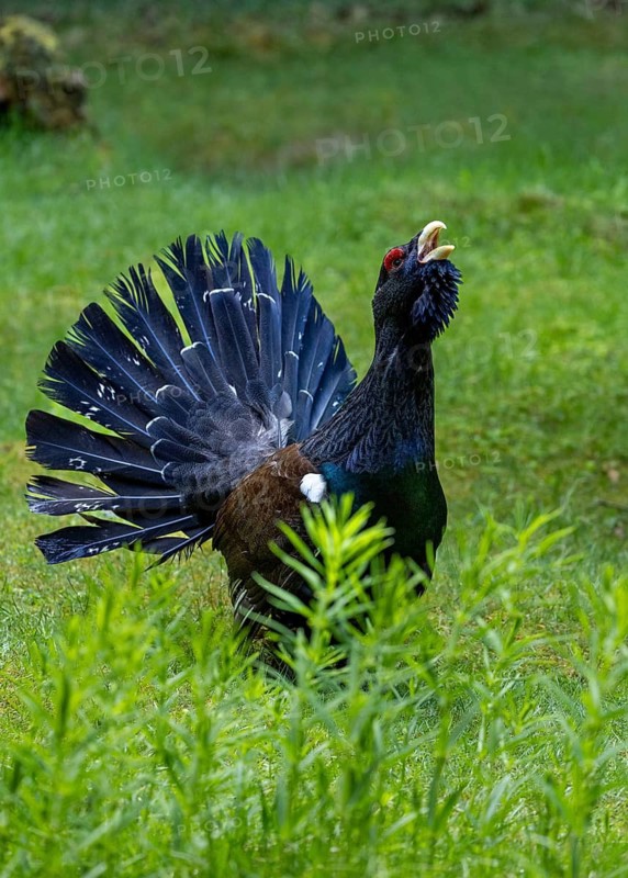 A bird in the countryside opens its beak amongst the tall grasses in the forest, a courtship display by a capercaillie (Tetrao urogallus), Black Forest, Baden-Württemberg, Germany