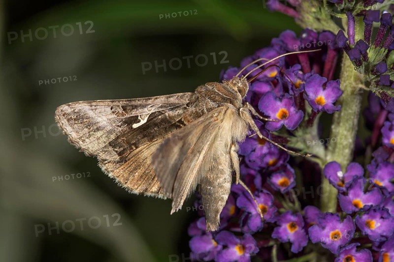 Gamma moth (Autographa gamma) on a butterfly bush (Buddleja) against a green background, Baden-Württemberg, Germany