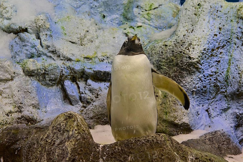 A penguin standing on a snow-covered rock, Planet Penguin, Penguin (Spheniscidae), Loro Parque, Puerto de la Cruz, Tenerife, Canary Islands, Spain