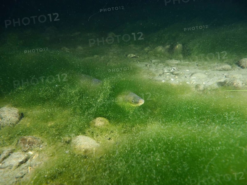 A European eel (Anguilla anguilla) hiding among green algae, dive site Klosterinsel, Rheinau, Canton Zurich, Rhine, High Rhine, Switzerland, Germany