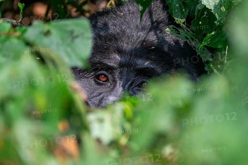 Mountain gorilla (Gorilla berengei berengei), Bwindi Impenetrable National Park, Uganda