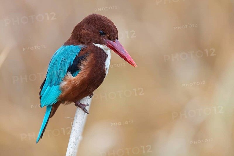 Brown kingfisher, (Halcyon smyrnensis), family of kingfishers, on perch, animals, birds, Israel