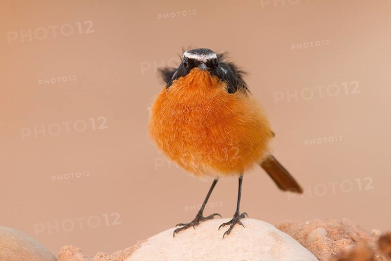 Moussier's Redstart (Phoenicurus moussieri) male, Morocco