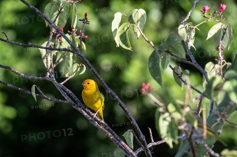 Saffron Gilbtangare (Sicalis flaveola), Curacao