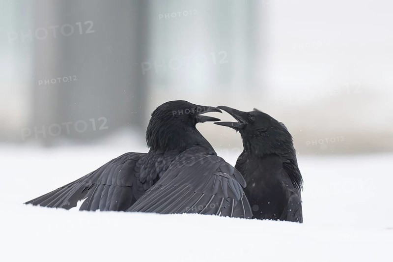 Two fighting crows (Corvus corone) in the snow, Hesse, Germany