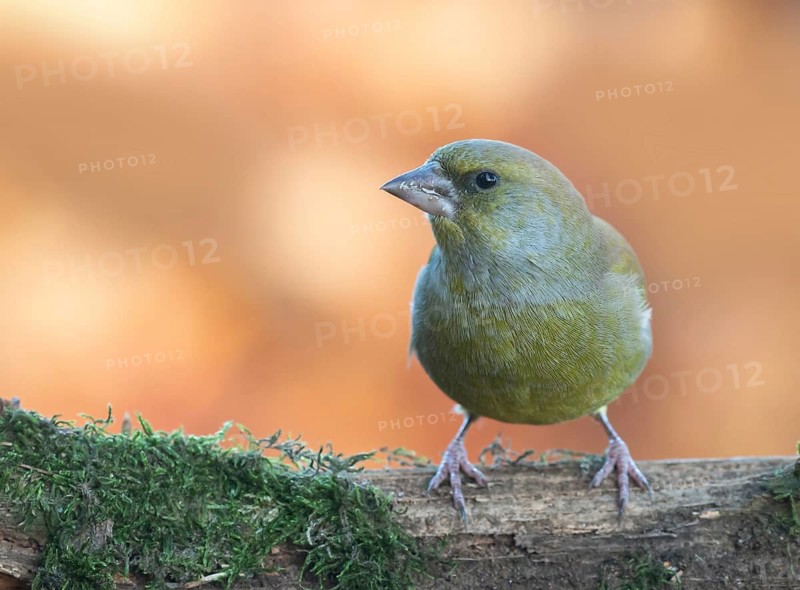 European Greenfinch (Chloris chloris) female perched on a branch, Lower Saxony, Germany