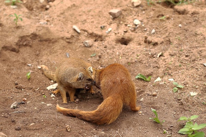 Two mongooses interacting on sandy ground, fox mongooses (Cynictis penicillata) standing on the ground, adults fighting, in captivity, Baden-Württemberg, Germany