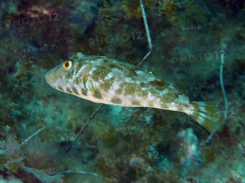 A Congo pufferfish (Sphoeroides marmoratus) swimming over seaweed, dive site: El Cabron Marine Reserve, Arinaga, Gran Canaria, Spain, Europe, Atlantic Ocean