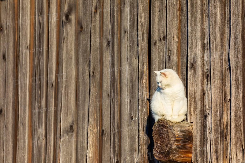 Domestic cat sitting on a beam outside a barn enjoying the evening sun