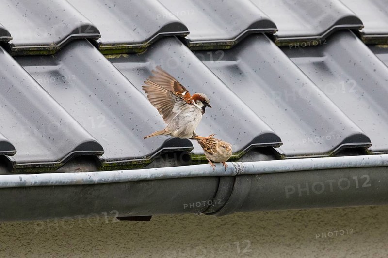 House Sparrows (Passer domesticus), a pair, adult male and female, perched on a house roof, about to copulate, Hesse, Germany