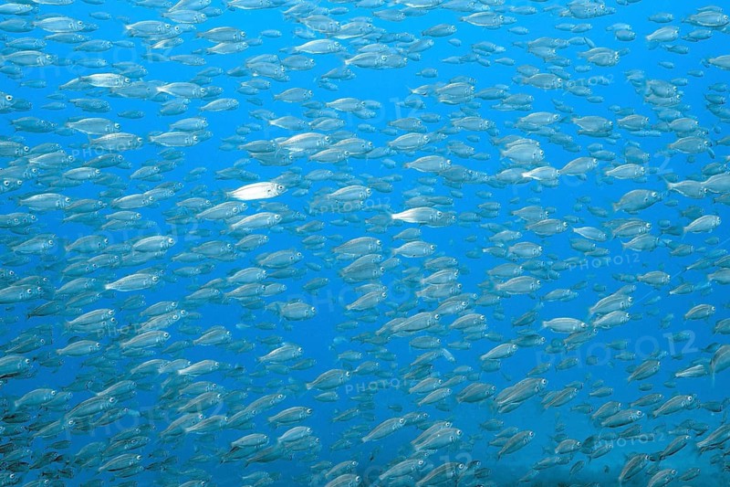 A large school of European sardines (Sardina pilchardus) swim together through the blue sea at the Faro Riff dive site, Arguineguín, Gran Canaria, Spain, Atlantic Ocean