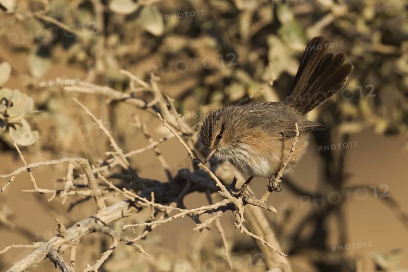 Streaked Scrub Warbler (Scotocerca inquieta), Oman