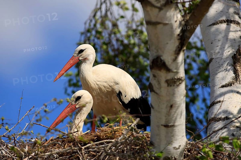 White stork, (Ciconia ciconia), Two white storks in a nest, Baden-Württemberg, Germany