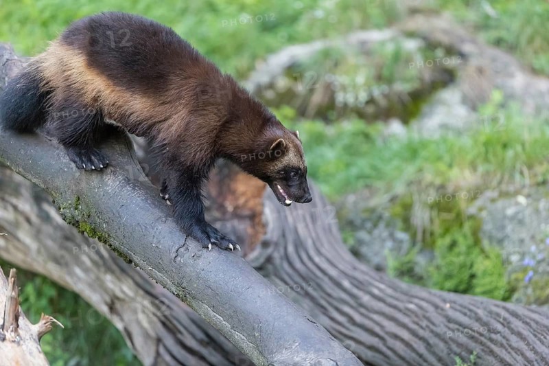 One wolverine, (Gulo gulo), climbing in a fallen tree. Green vegetation in the background