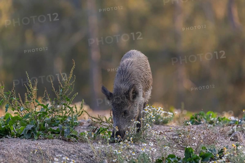One adult wild boar or wild pig (Sus scrofa) searching for food on a flowering meadow in late afternoon light with a forest in first autumnal colours in the background