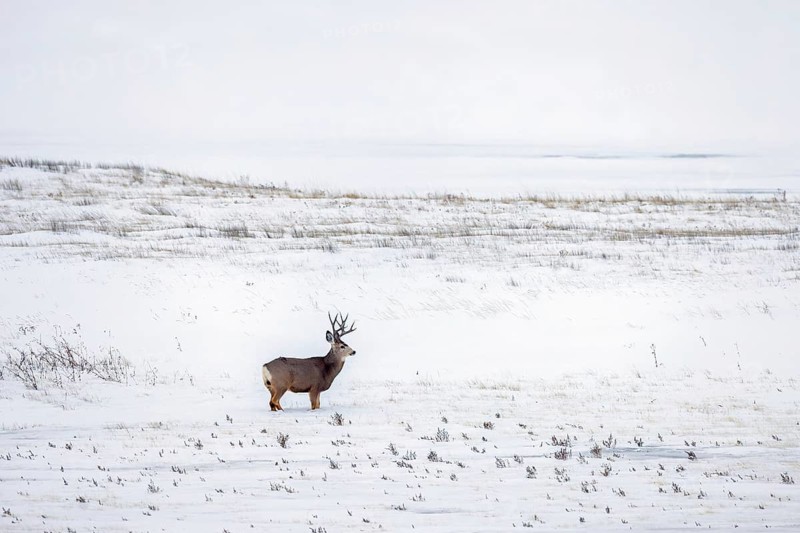 Rocky Mountain mule deer (Odocoileus hemionus) buck foraging on snow covered prairie in winter, Saskatchewan in Western Canada