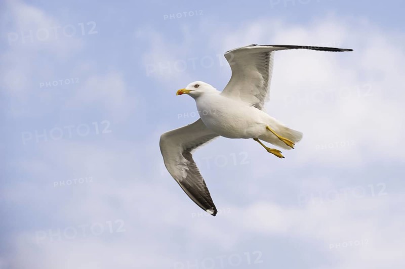 Lesser Black-backed Gull (Larus fuscus) flying, Texel, Netherlands