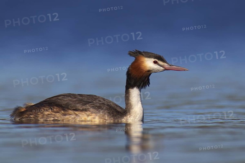 Australasian Crested Grebe (Podiceps cristatus australis), Western Australia, Australia