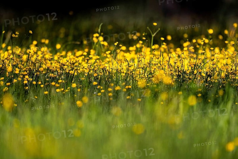 Flower meadow, Ranunculus acris, Rosensteinpark, Stuttgart, Baden-Württemberg, Germany