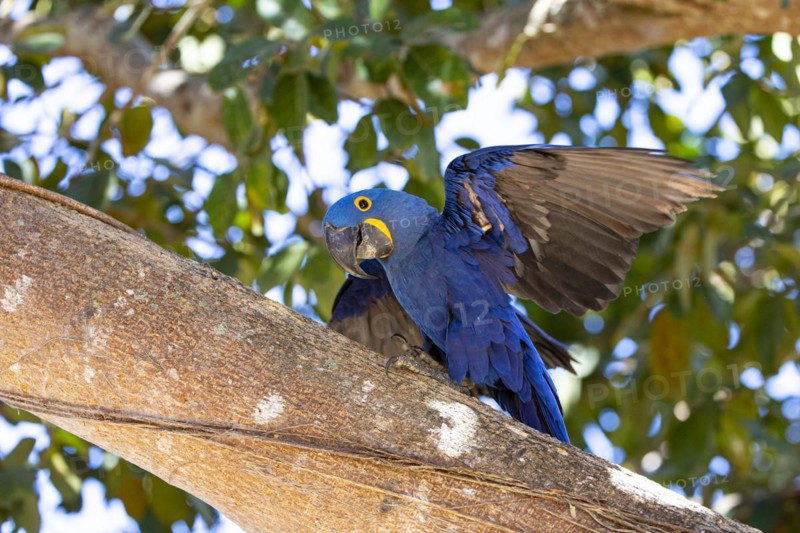 Hyacinth Macaw (Anodorhynchus hyacinthinus) Pantanal Brazil