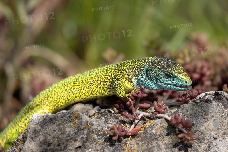 European green lizard (Lacerta viridis) eastern male, tongued