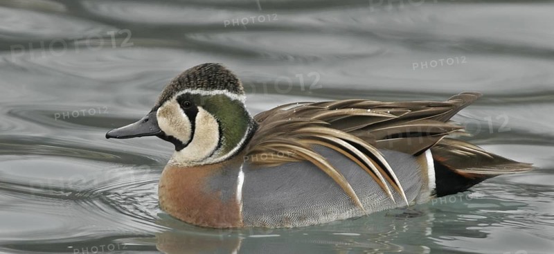 Baikal Teal (Sibirionetta formosa) male, Illinois, USA