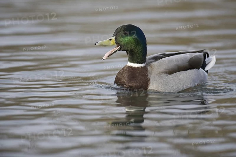 Mallard (Anas platyrhynchos) male, Lower Saxony, Germany