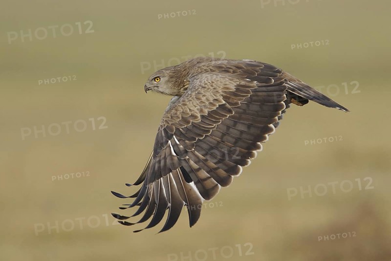 Short-toed Snake Eagle (Circaetus gallicus), India