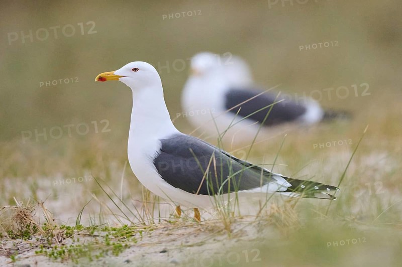 Yellow-legged gull (Larus michahellis) standing in the grass at sunset, Düne, Helgoland, Schleswig-Holstein, Germany