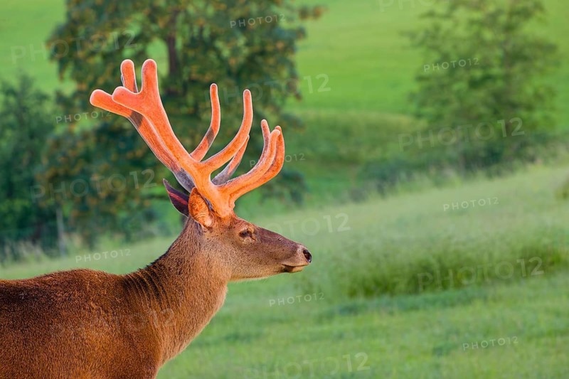 Portrait of an Altai maral stag, Altai wapiti or Altai elk (Cervus canadensis sibiricus) in the first light of the day. The antlers shine in that light